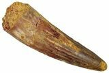 Fossil Spinosaurus Tooth - Real Dinosaur Tooth #353044-1